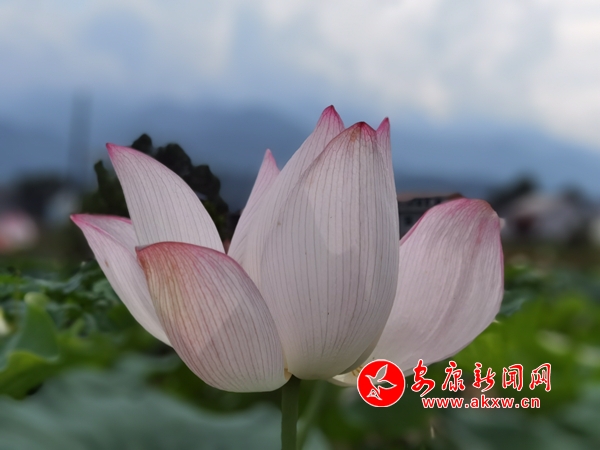 �h��p��患���ɏС�ǧ���ɻ�����`��