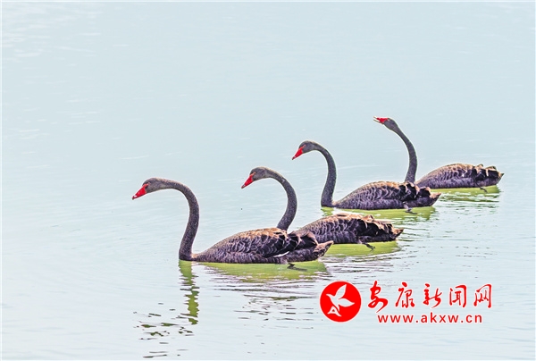 �����h���W�t�������Z�����Lӛ