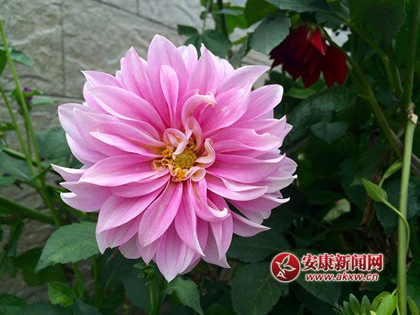 �r���Tǰһ֦��--ƽ��