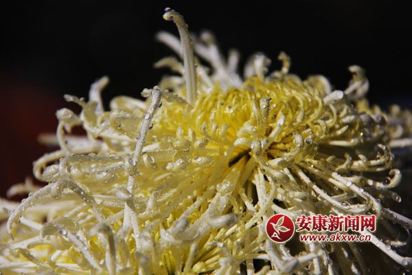 9���ջ���������ʢ�_��������磬������Ƣ������ӭ�Lŭ����׿Ȼ���������S�ٻ�ͬ�������c�ٻ����������c�������s�����c�ĺɠ��G