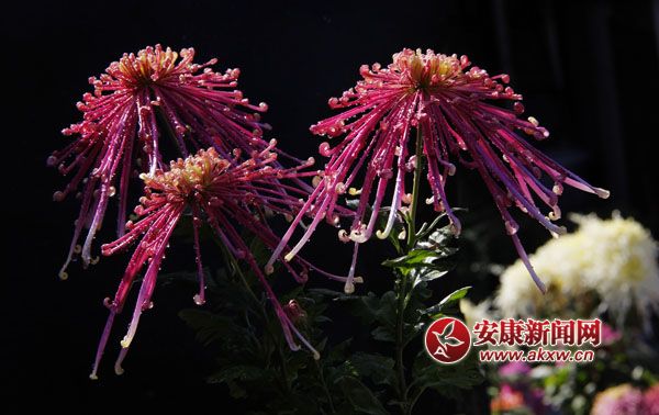 2���ջ���ʒɪ�����L�Џ��㣬׌���c����ļ���(ji��)���ˎ׷������͜��顣��ɫ�ջ��_�û��F�\�ء����涷�G��׌���p�Đ�Ŀ���ĕ�������