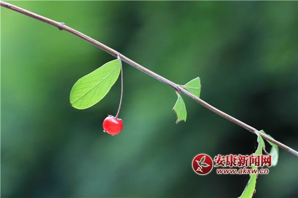 ����Ȼ�Ļ����ݲ�