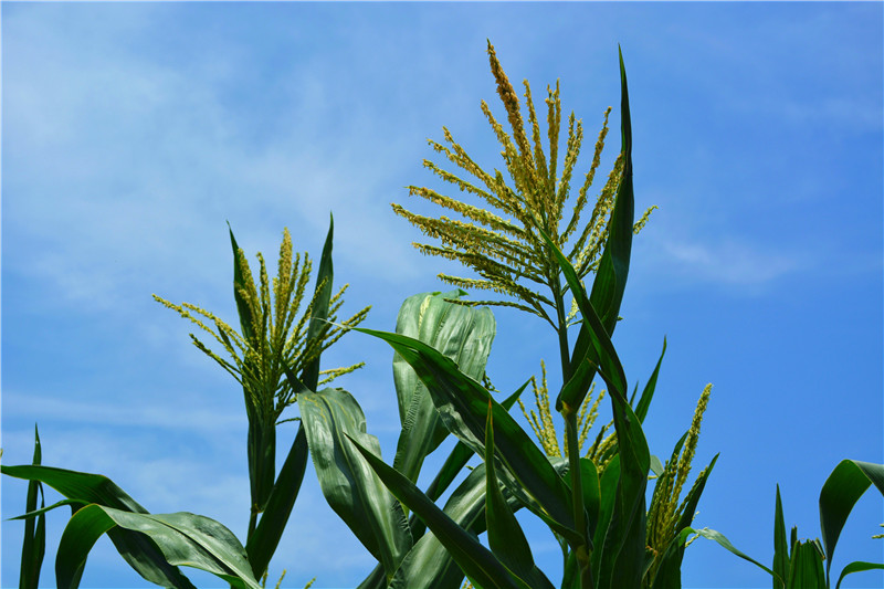 ��ʏ�����Ͼ󏊵ľG