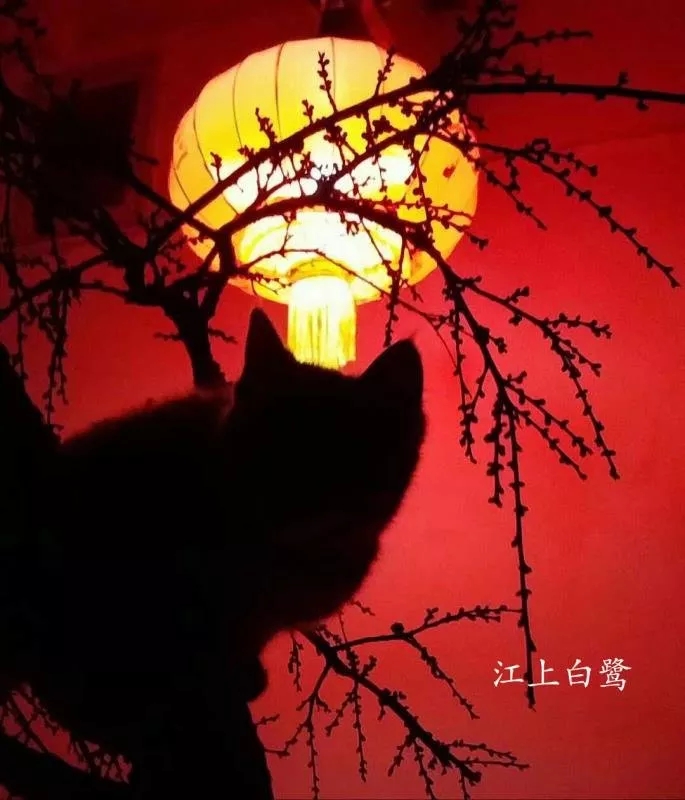 ɽ��ҹȤ���`؈  �D÷